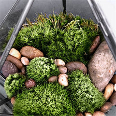 diamond shaped glass terrarium with moss inside 800x800